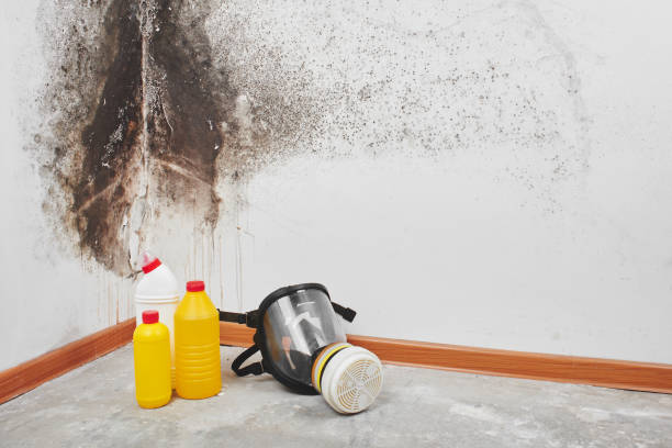 Attic Mold Removal in Punta Gorda, FL